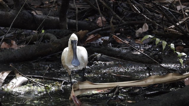 Royal Spoonbill - ML612680779