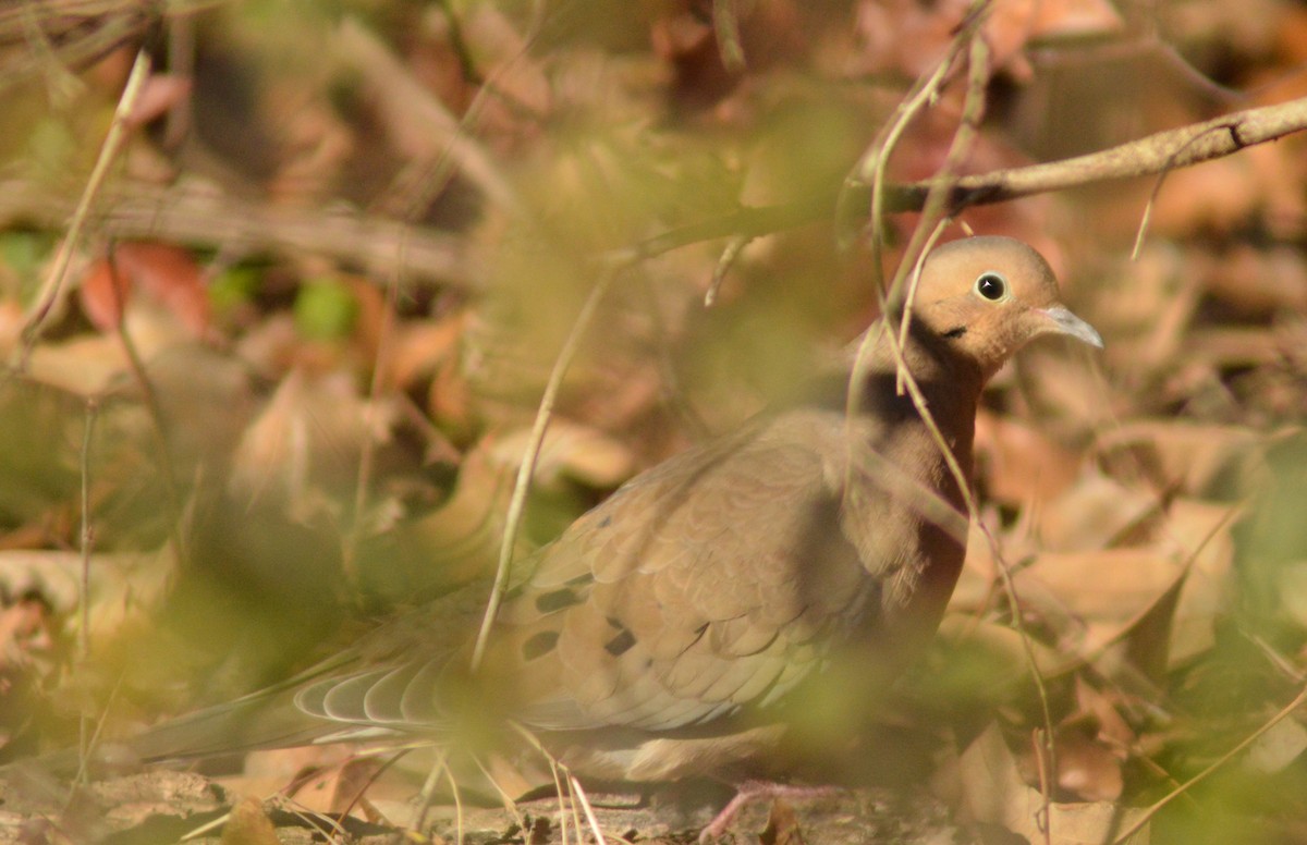 Mourning Dove - ML612680790