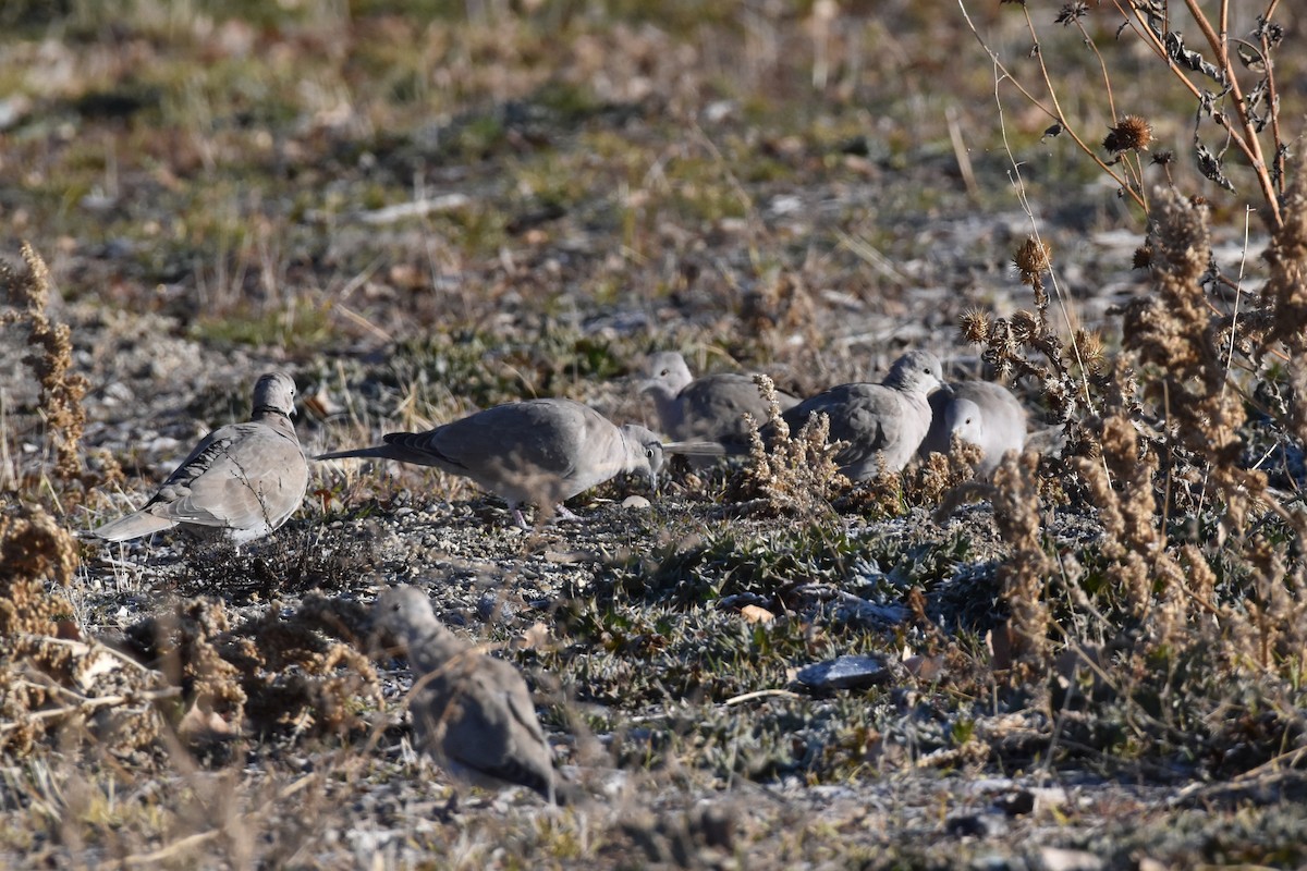 Eurasian Collared-Dove - ML612680805