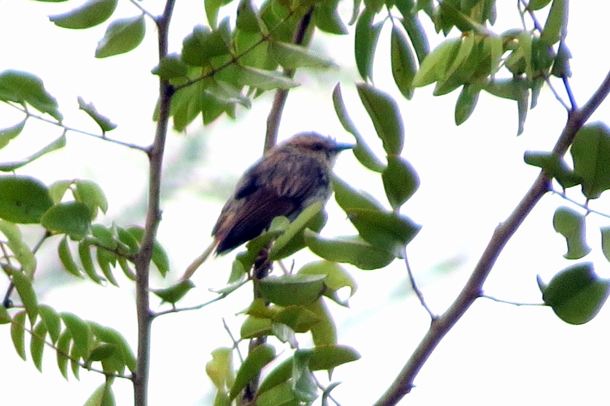 Tinkling Cisticola - ML612680888