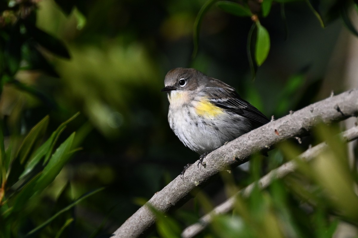 Yellow-rumped Warbler (Myrtle x Audubon's) - ML612680902