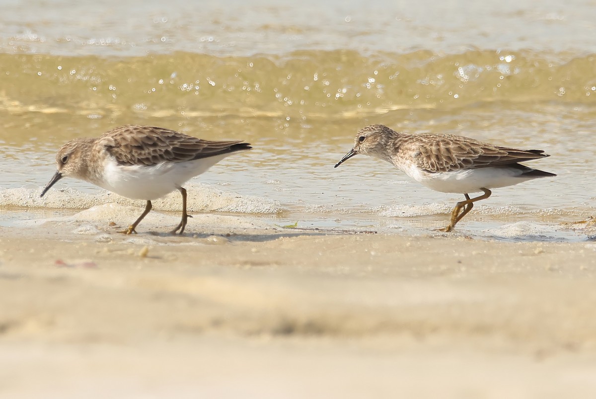 Least Sandpiper - ML612680905