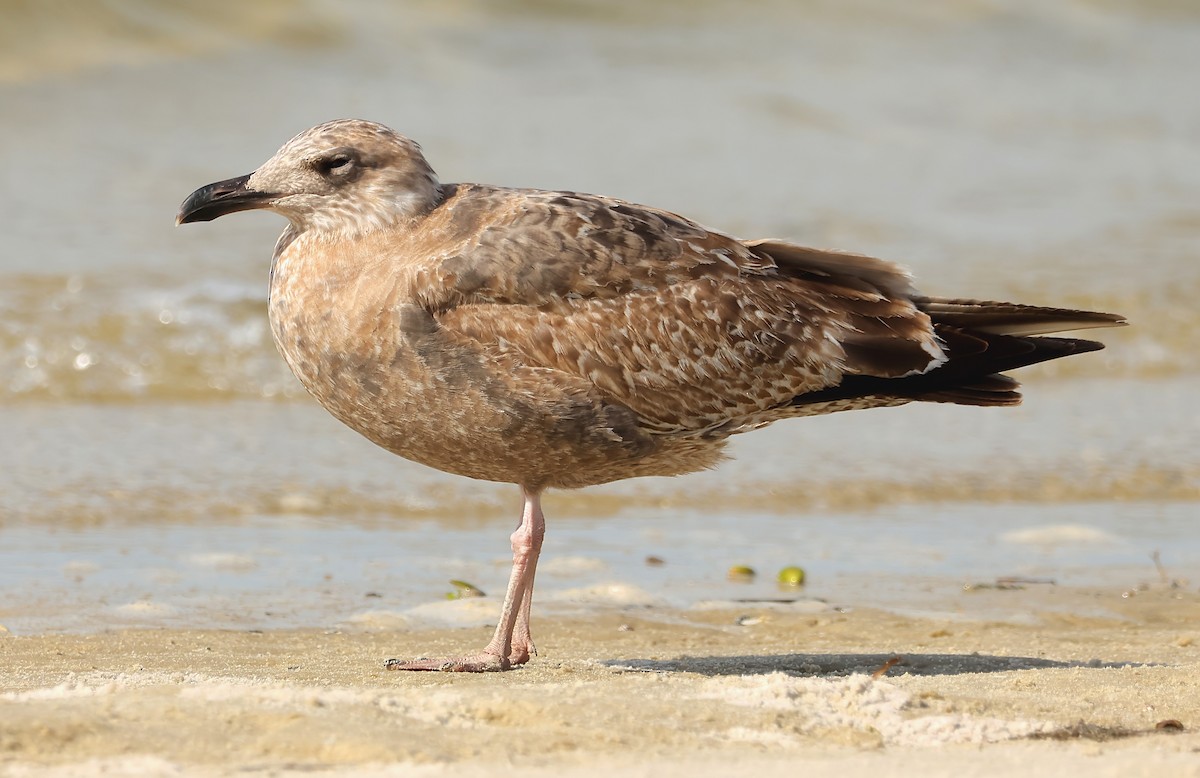 Goéland argenté (smithsonianus) - ML612680911