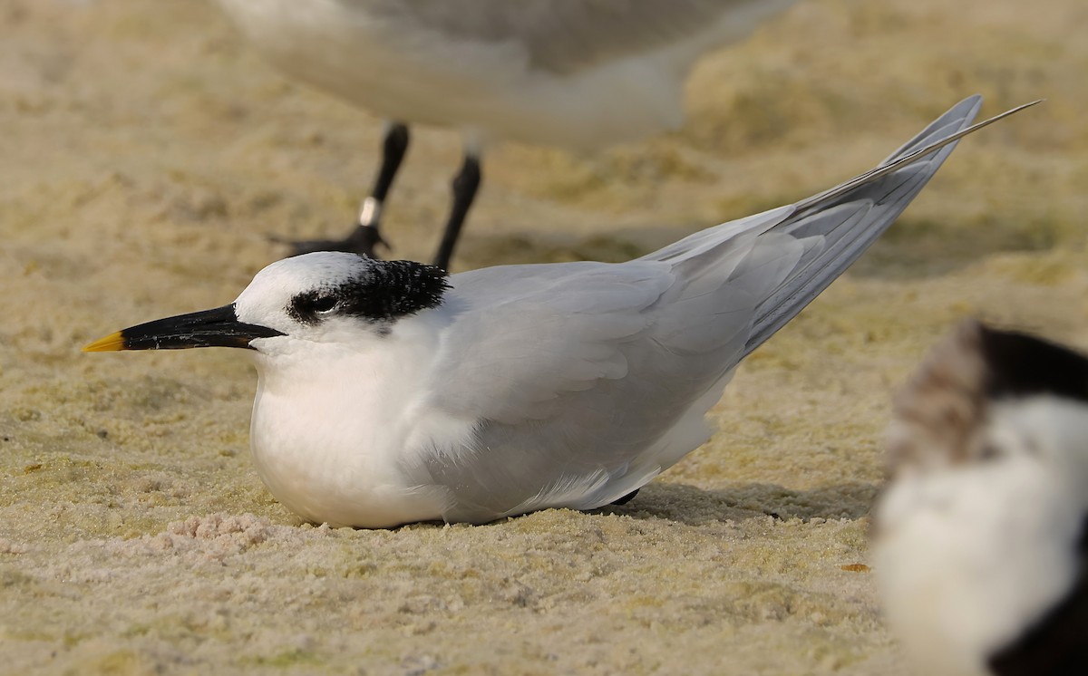 Sandwich Tern (Cabot's) - ML612680928