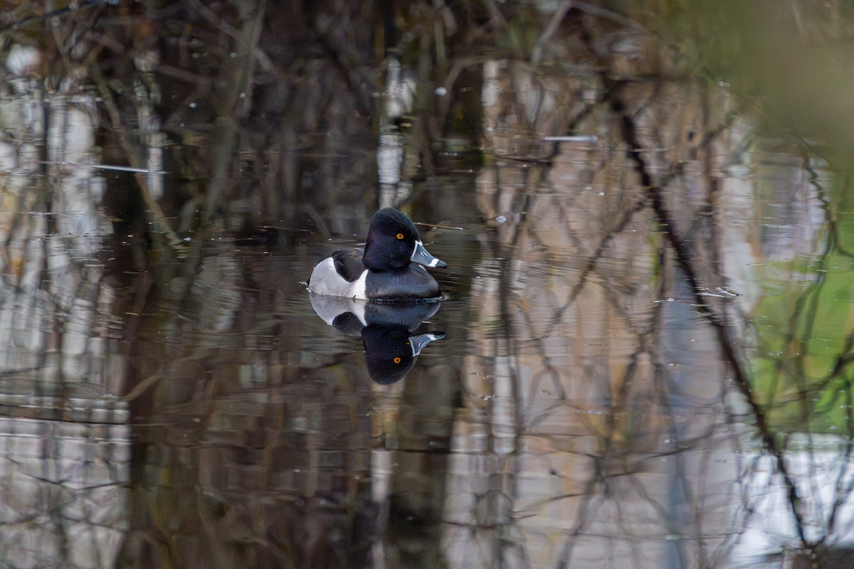 Ring-necked Duck - ML612680937