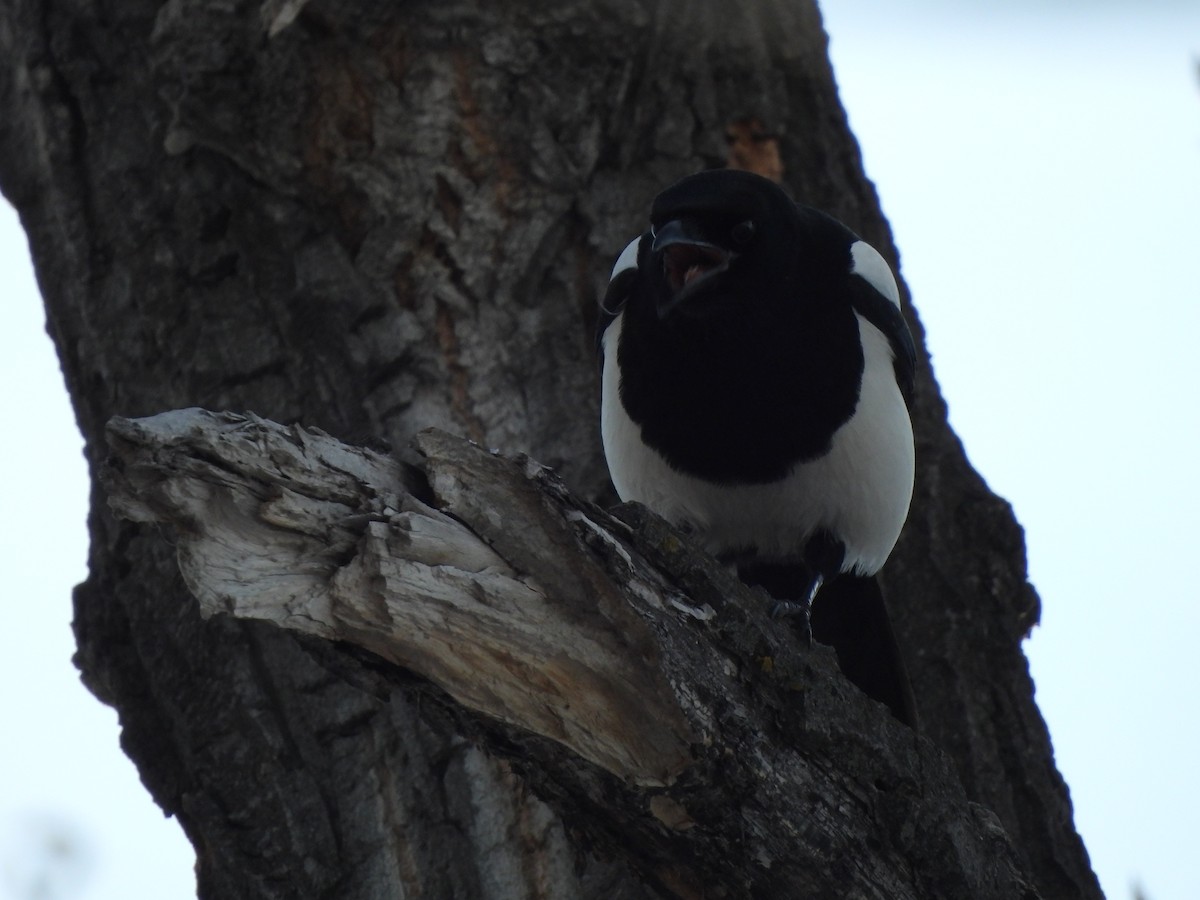 Black-billed Magpie - Jay Froese