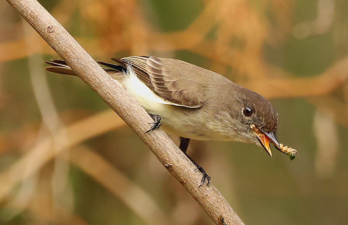 Eastern Phoebe - ML612680950