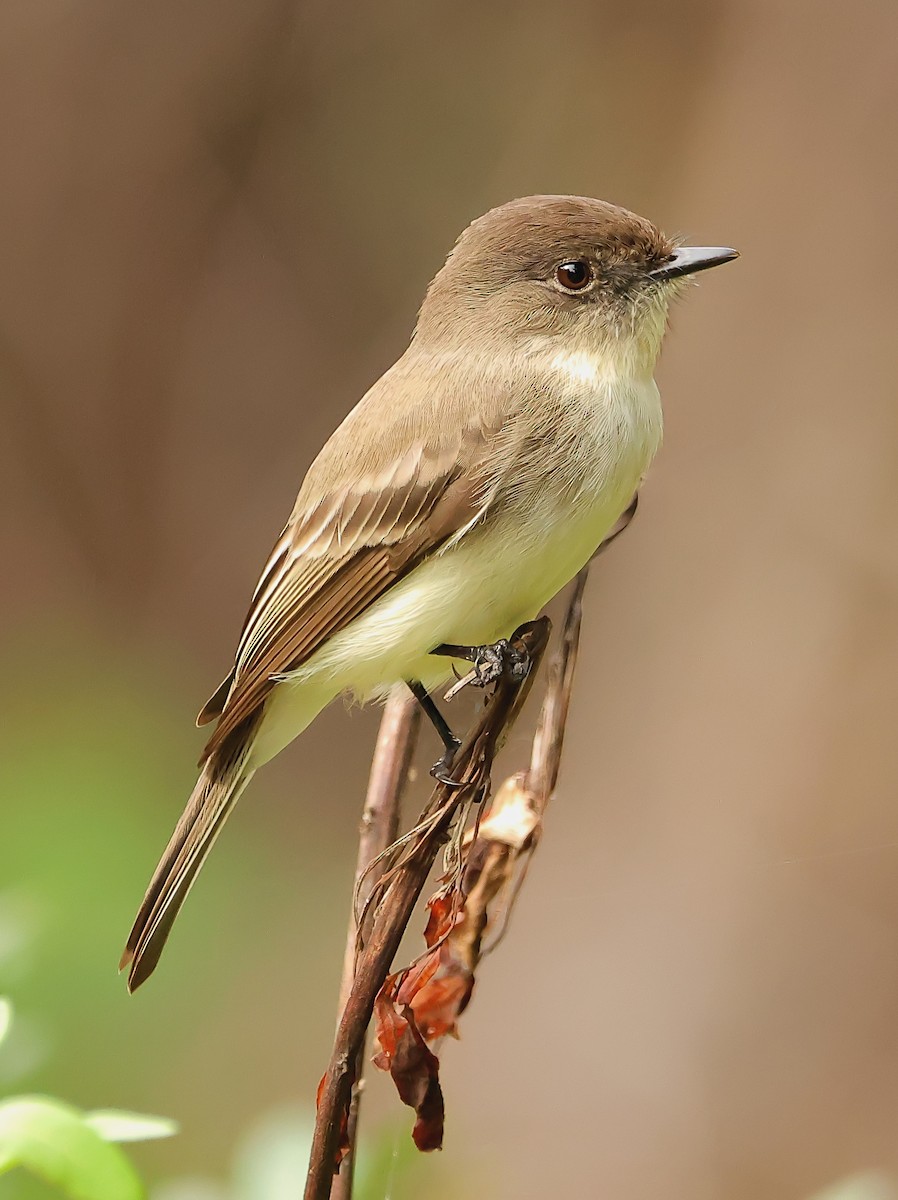 Eastern Phoebe - ML612680951