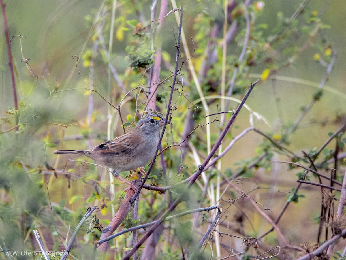 Grassland Sparrow - ML612680981