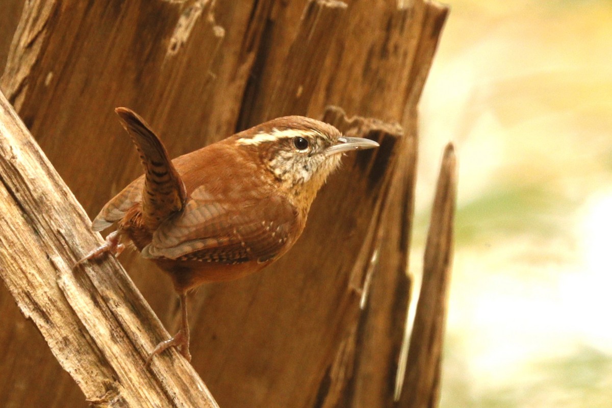 Carolina Wren - ML612680999