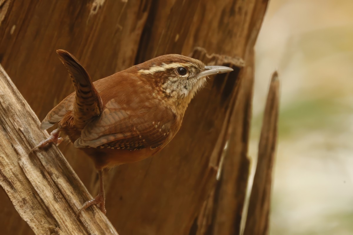 Carolina Wren - ML612681000