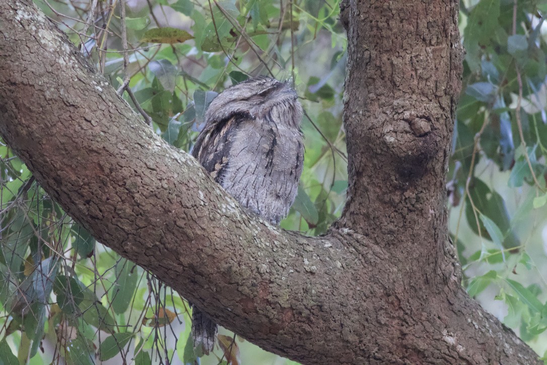 Tawny Frogmouth - ML612681025