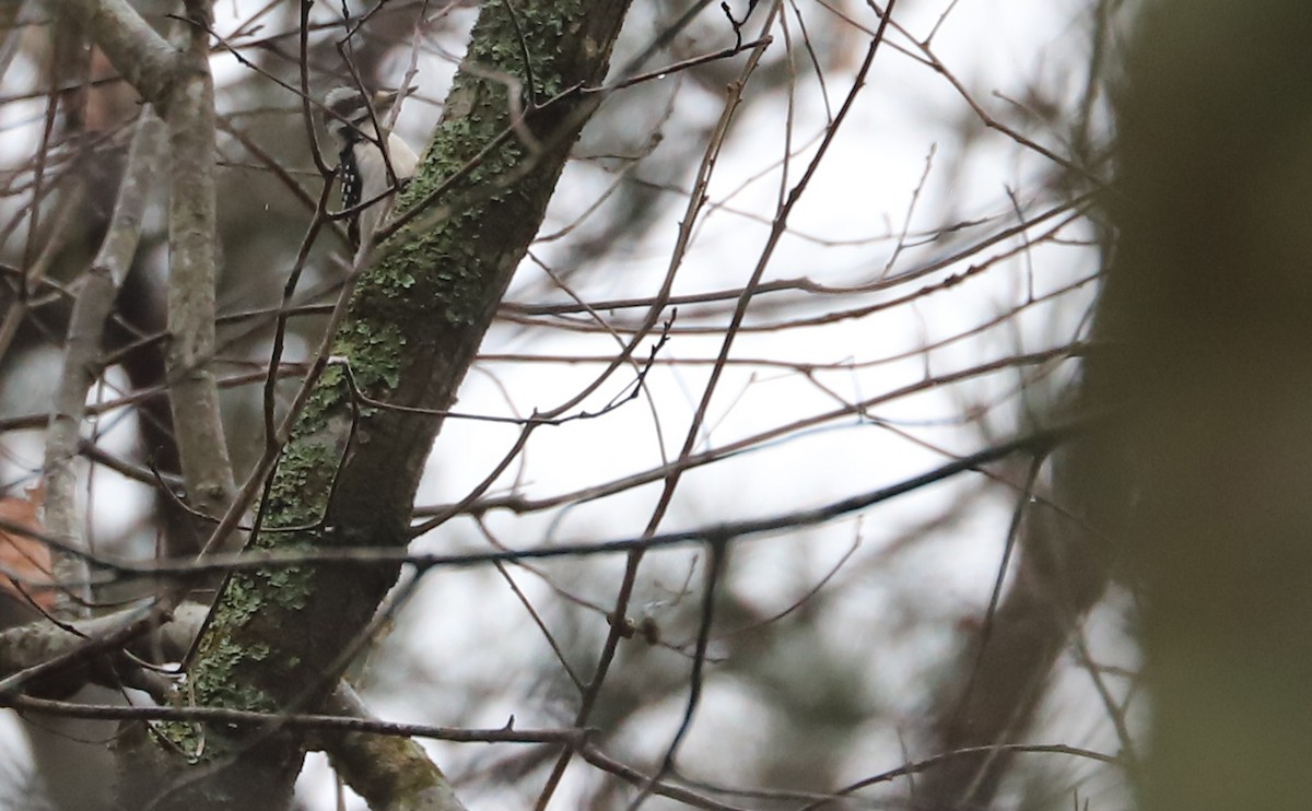 Hairy Woodpecker (Eastern) - ML612681035