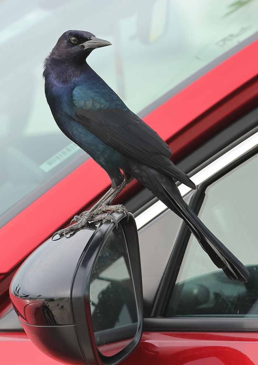 Boat-tailed Grackle - ML612681038