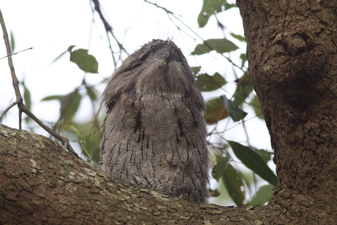 Tawny Frogmouth - ML612681055