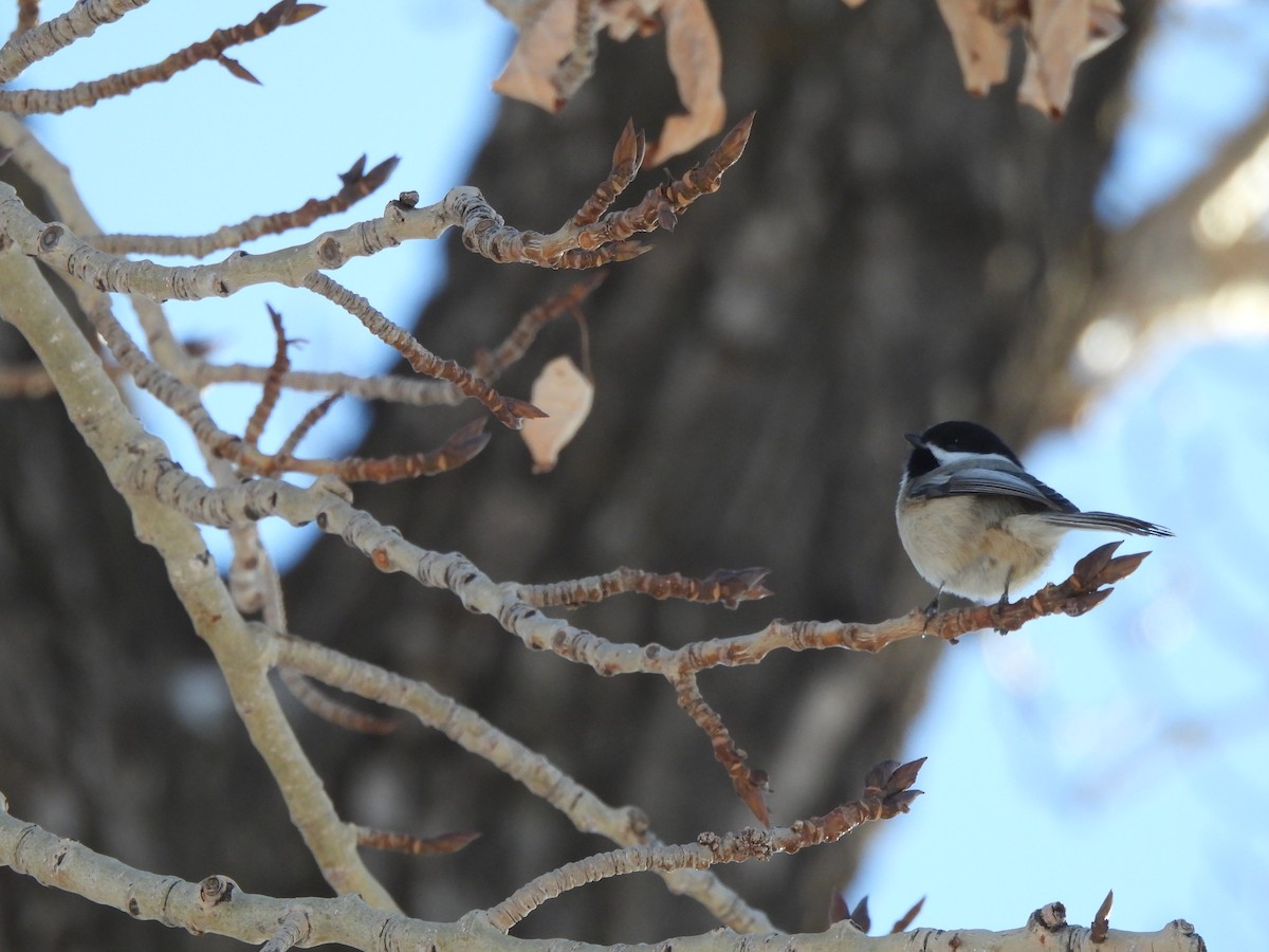 Black-capped Chickadee - Jay Froese
