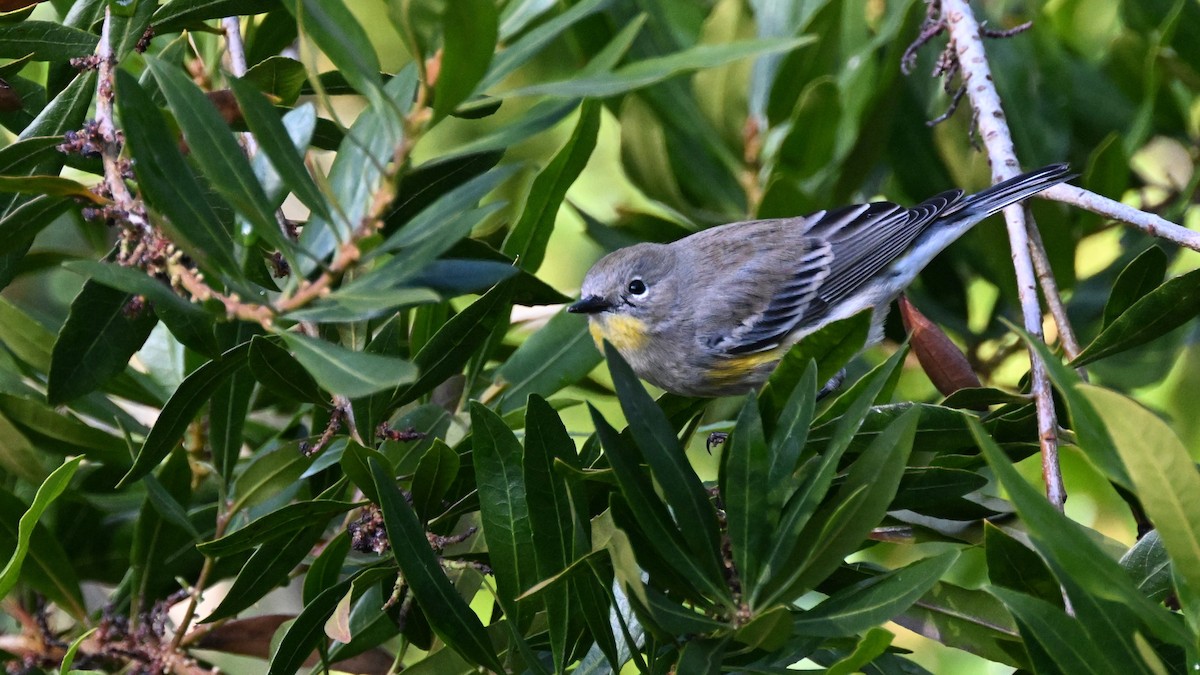 myrteparula (auduboni) (sitronstrupeparula) - ML612681103