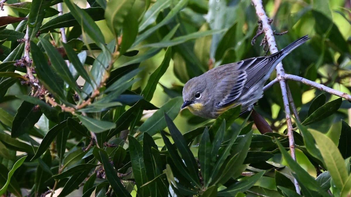 Yellow-rumped Warbler (Audubon's) - ML612681104