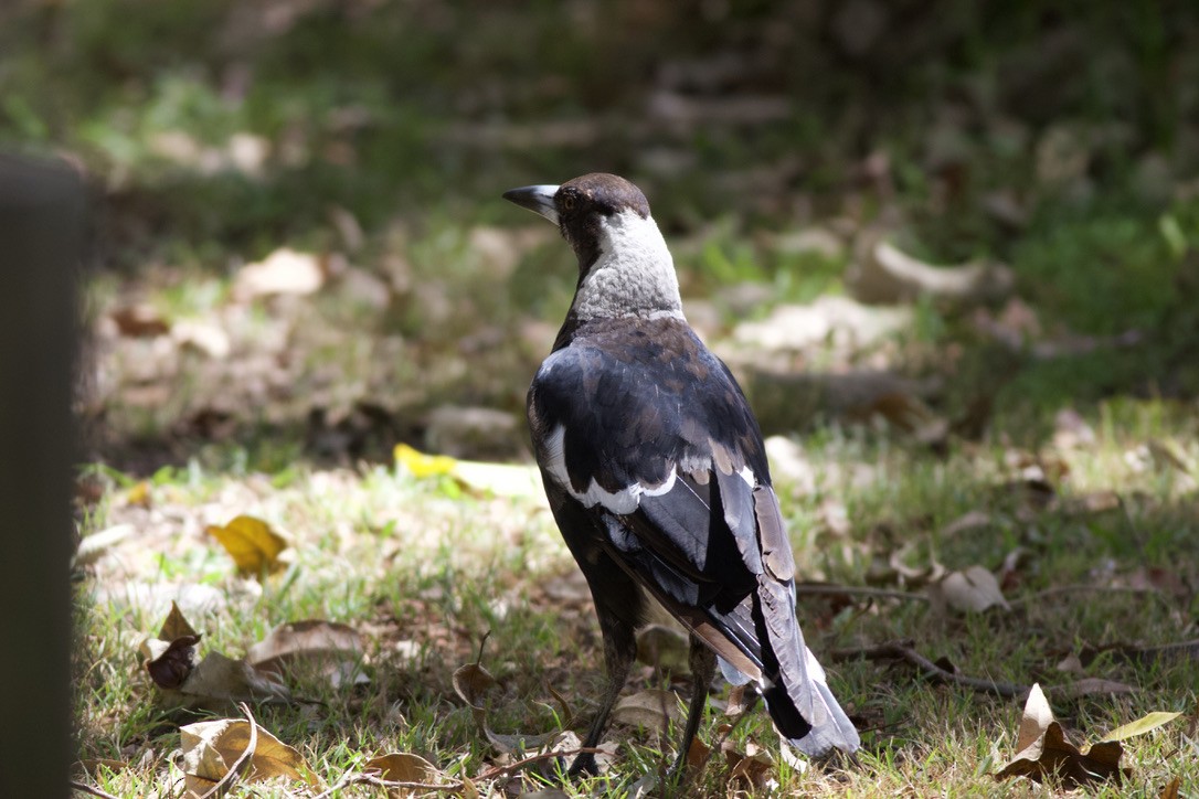 Australian Magpie (Black-backed) - Andrew Barski