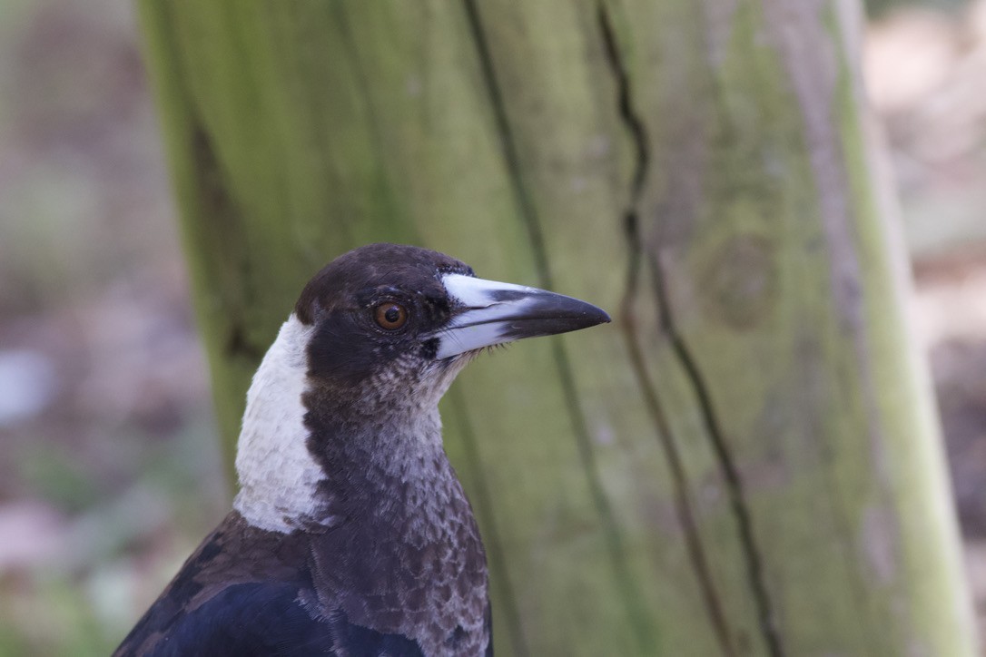 Australian Magpie (Black-backed) - ML612681153