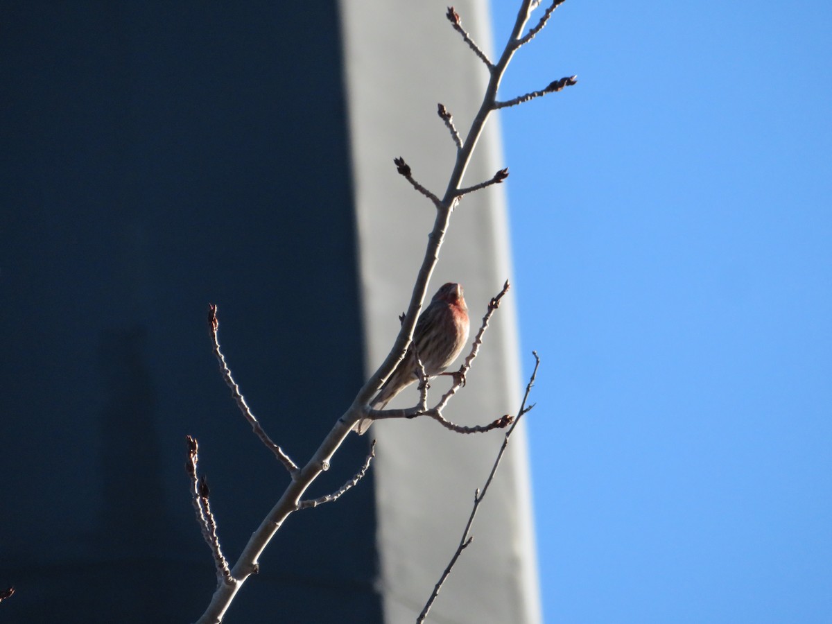 House Finch - David Forbes