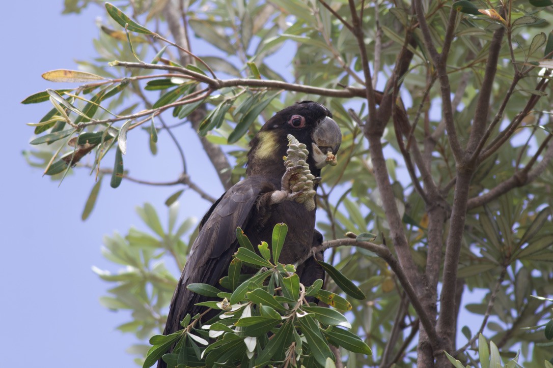 Cacatúa Fúnebre Coliamarilla - ML612681191