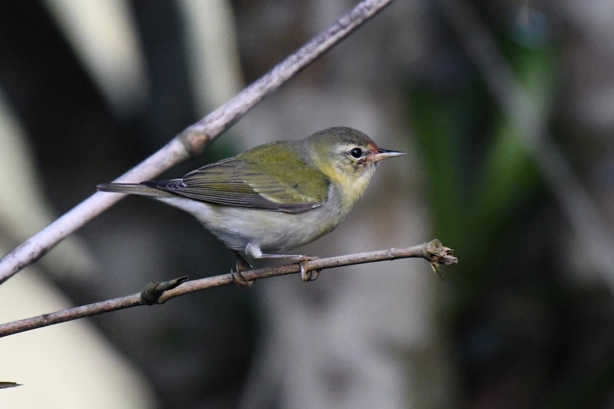 Tennessee Warbler - Carlos V. Sucre