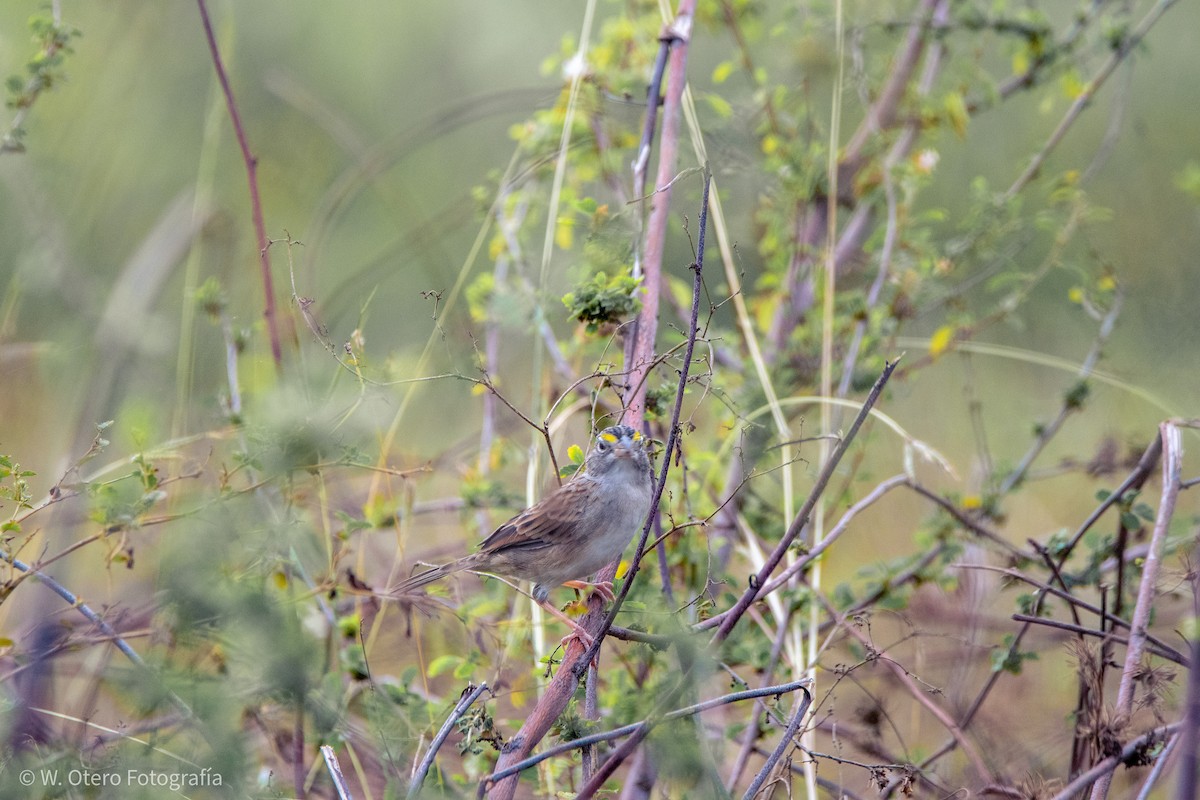 Grassland Sparrow - ML612681204