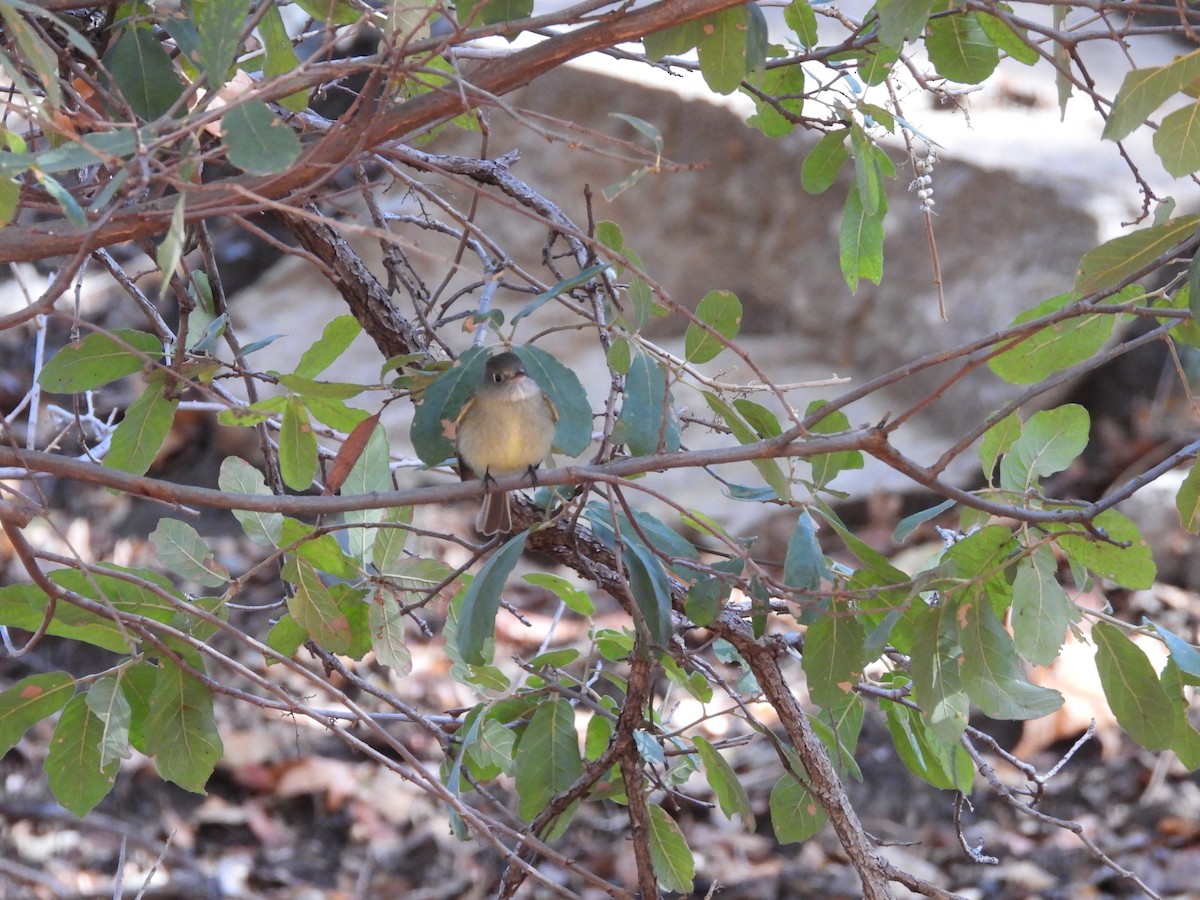 Hammond's Flycatcher - Judith Ellyson