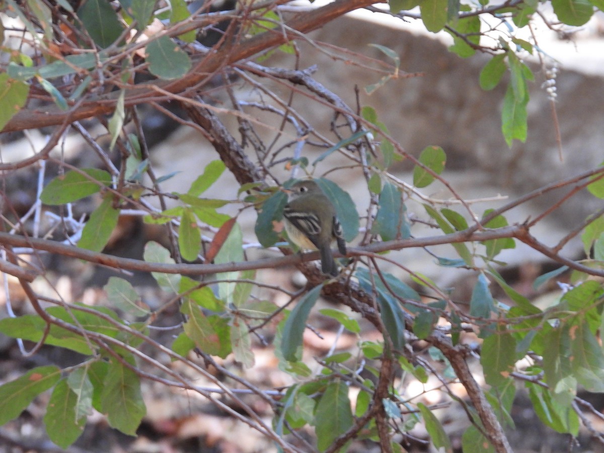 Hammond's Flycatcher - Judith Ellyson