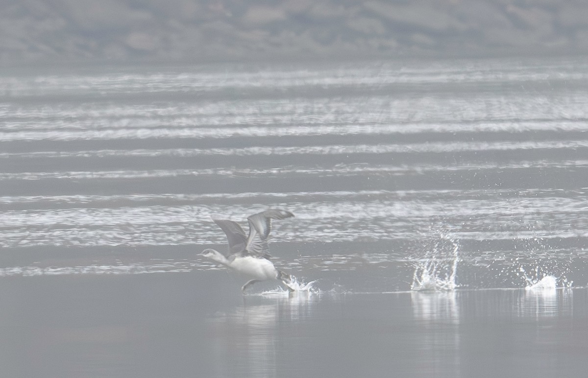 Red-throated Loon - ML612681282