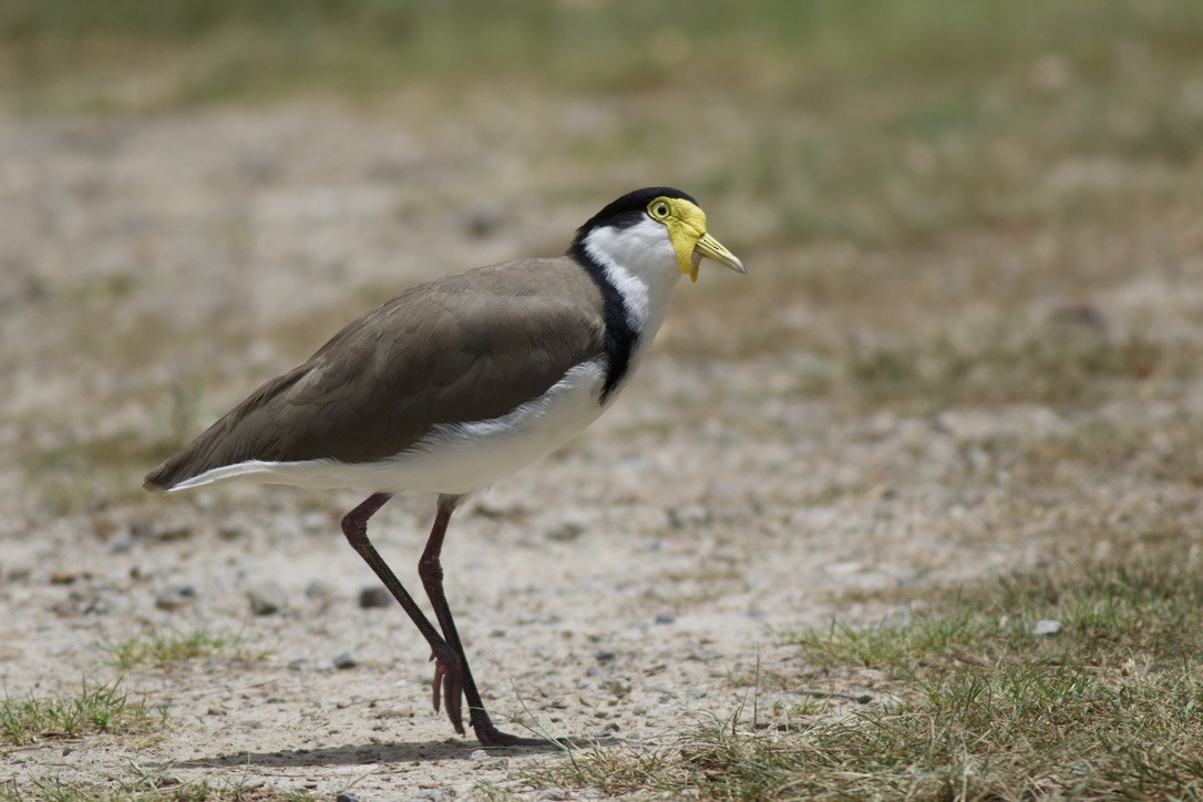 Masked Lapwing (Black-shouldered) - Andrew Barski