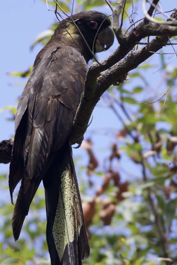 Cacatúa Fúnebre Coliamarilla - ML612681314