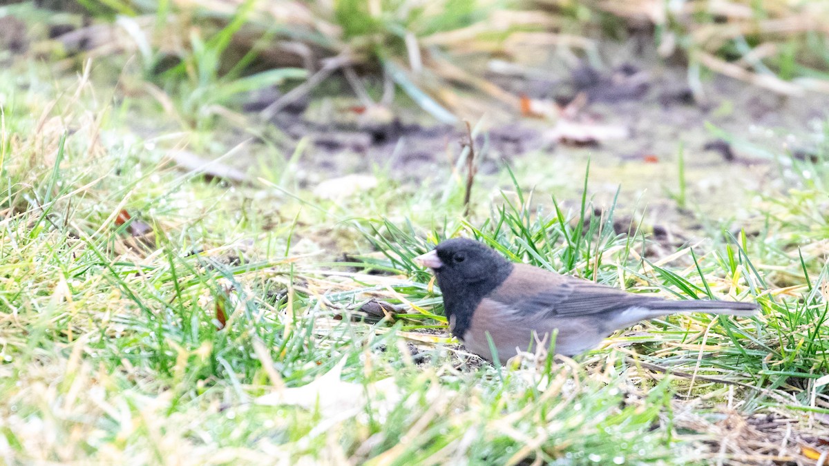 Dark-eyed Junco - Ivar Husa