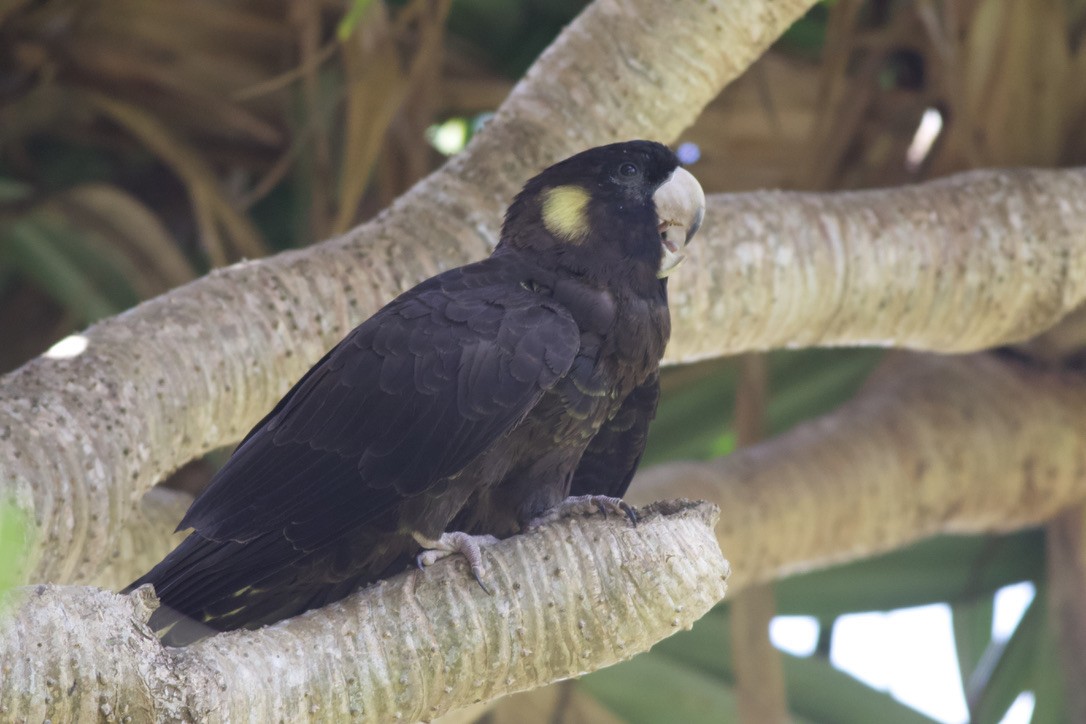 Cacatúa Fúnebre Coliamarilla - ML612681341