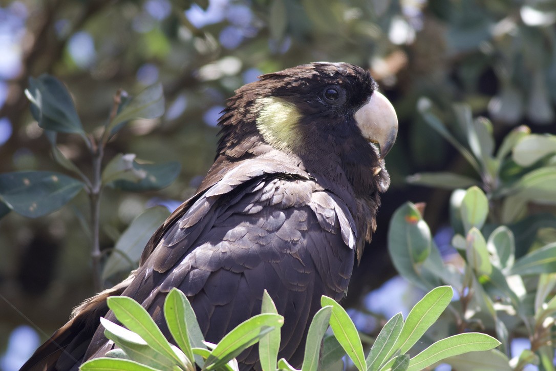 Cacatúa Fúnebre Coliamarilla - ML612681351