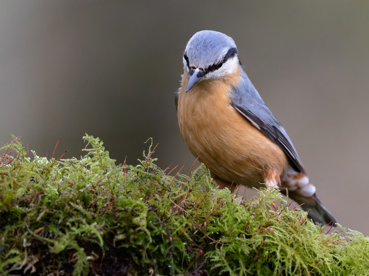 Sıvacı - ML612681450