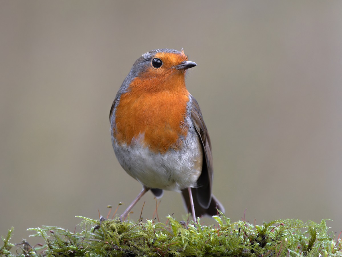 Kızılgerdan - ML612681453