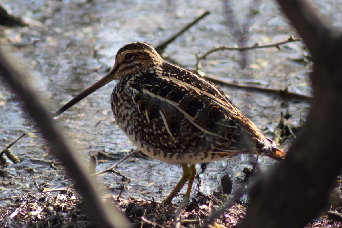 Wilson's Snipe - ML612681487