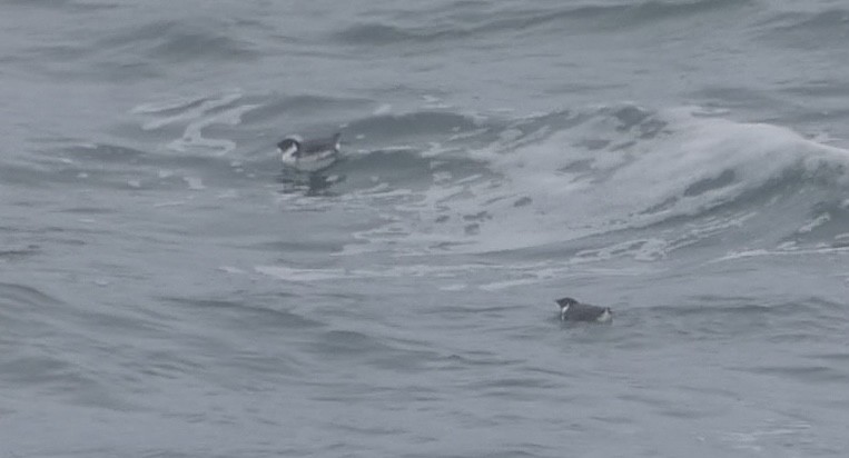 Guillemot à cou blanc - ML612681497