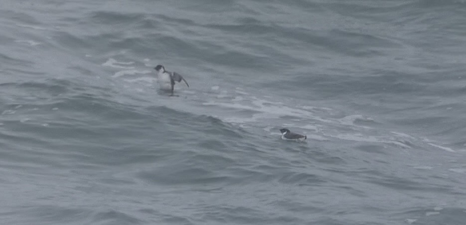 Guillemot à cou blanc - ML612681499