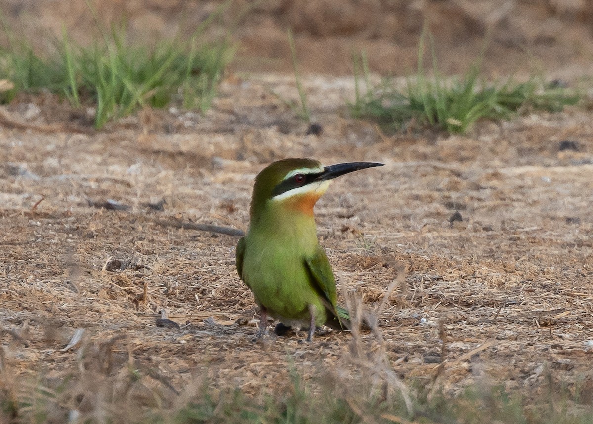 Madagascar Bee-eater - ML612681530