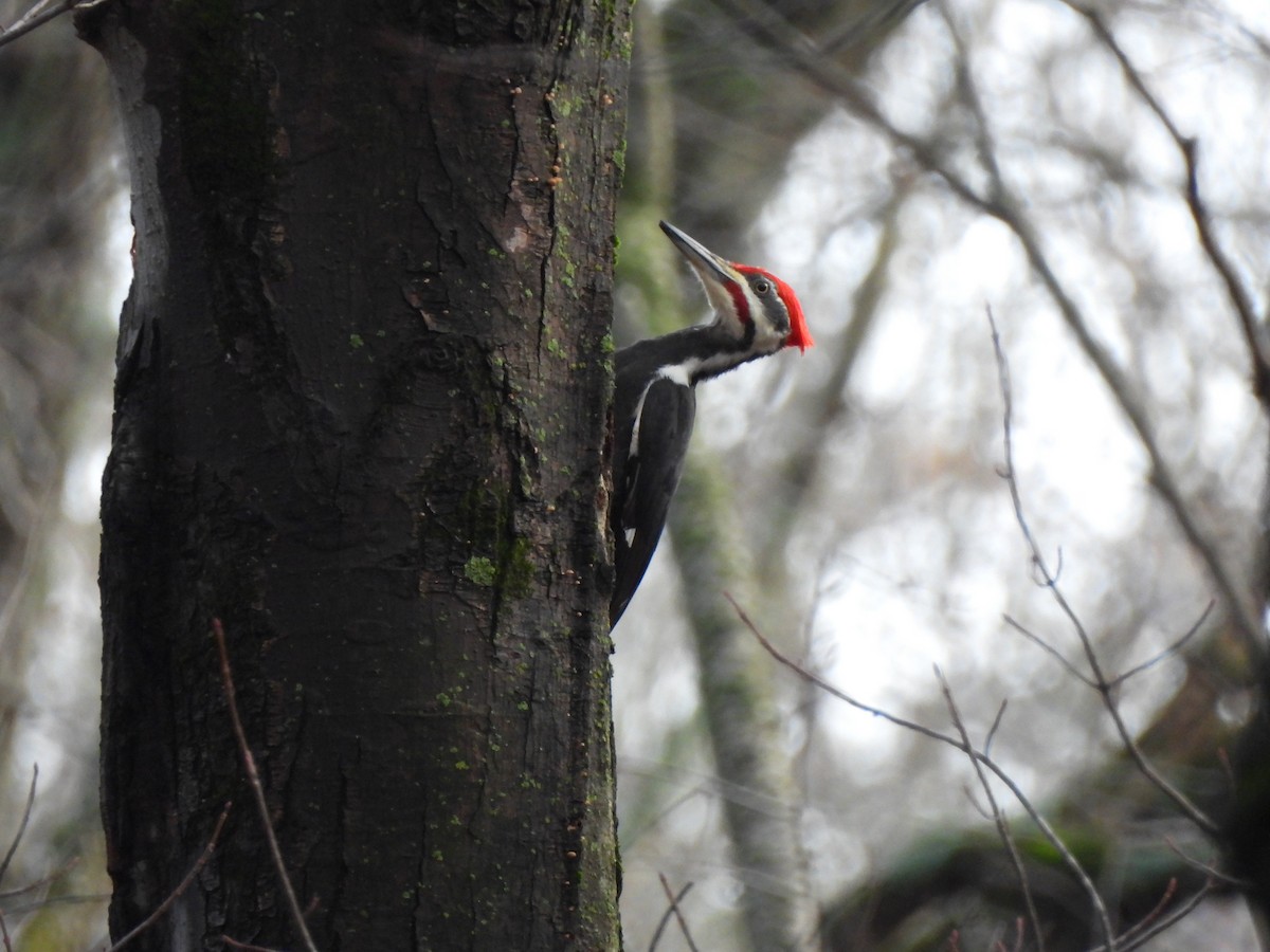 Pileated Woodpecker - ML612681713