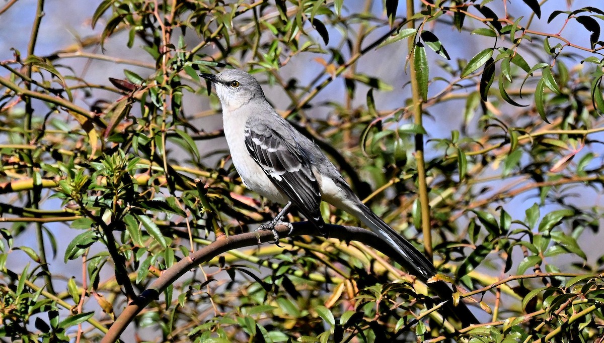 Northern Mockingbird - ML612681718