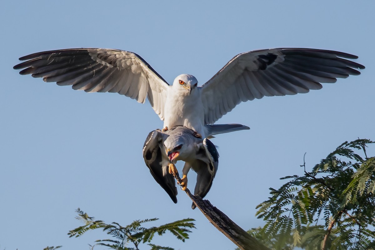 White-tailed Kite - Rafael Rodríguez Brito