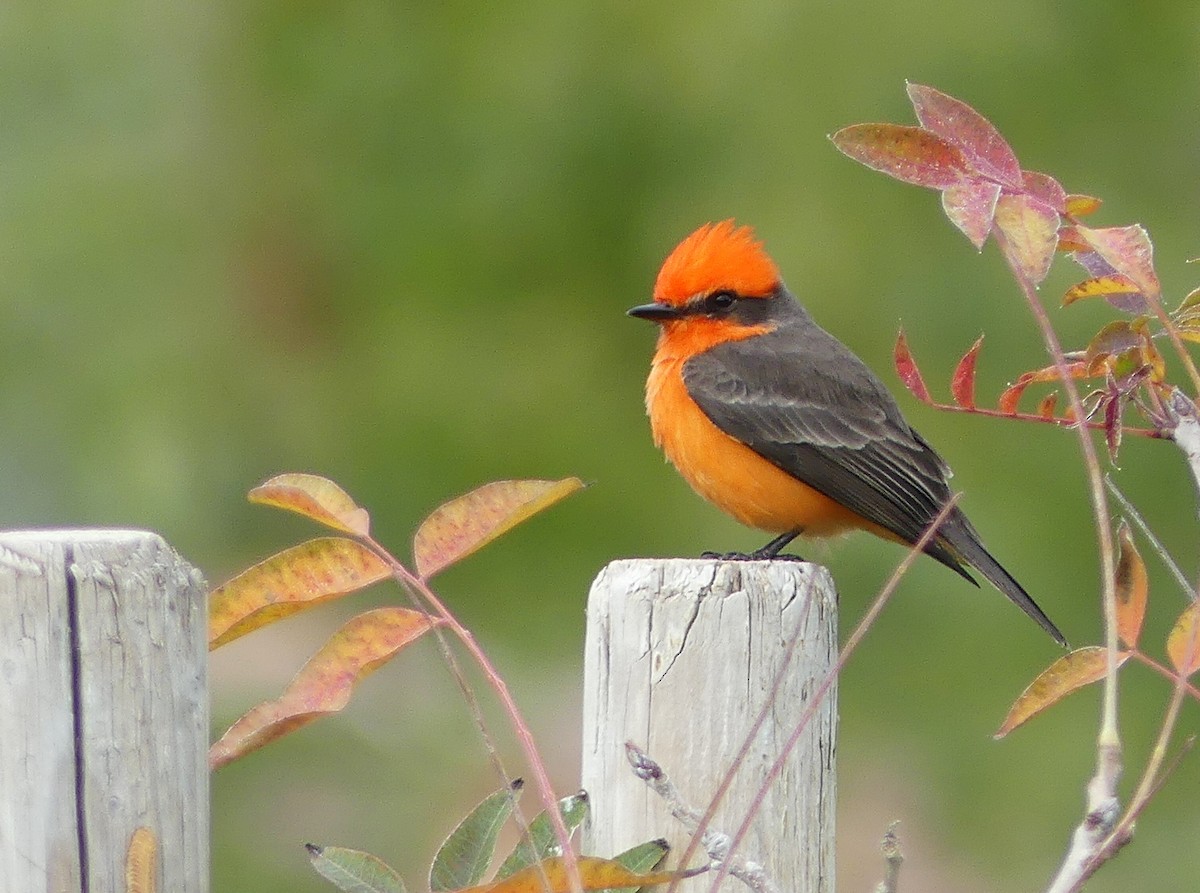 Vermilion Flycatcher - barry mantell