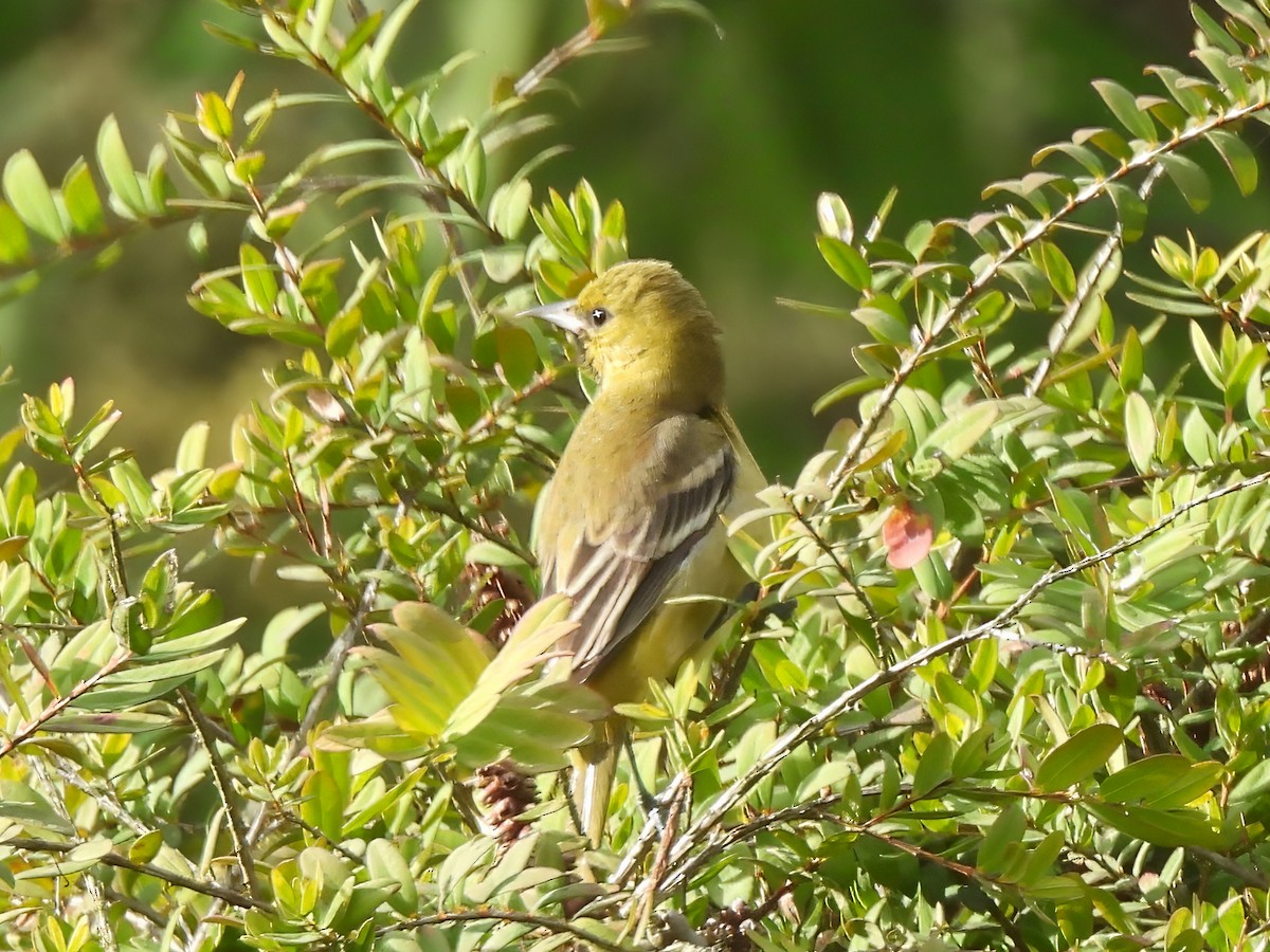 Orchard Oriole - ML612681785