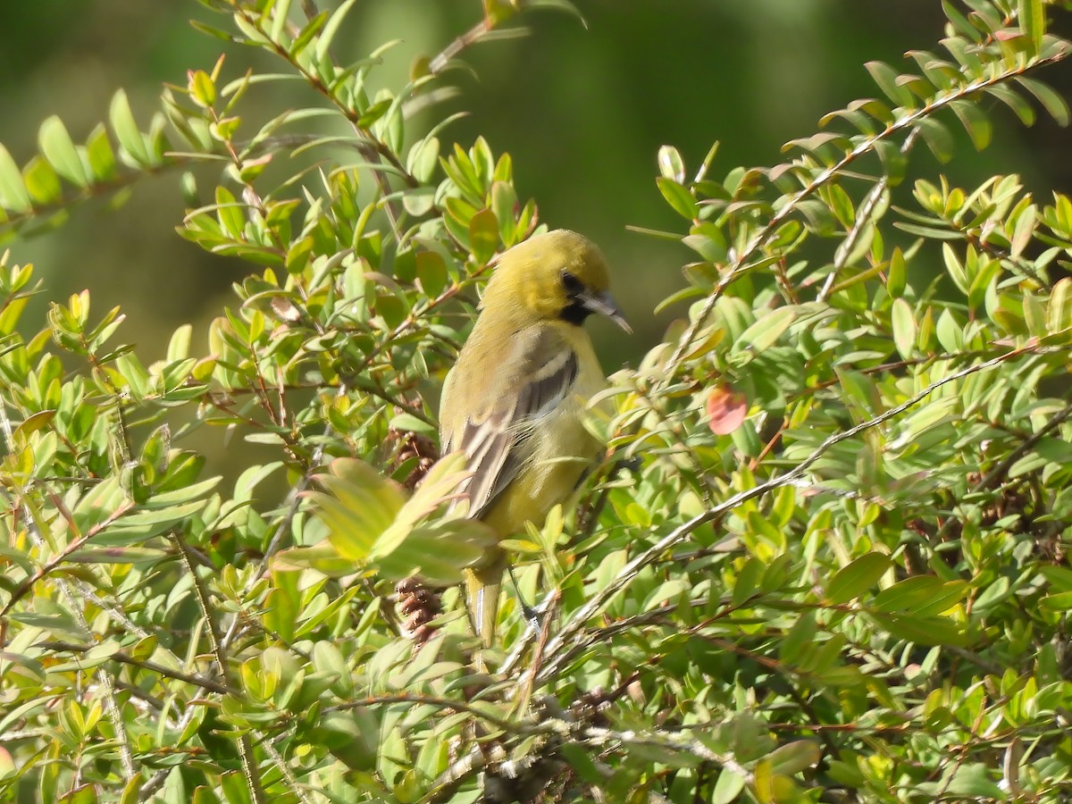 Orchard Oriole - ML612681786