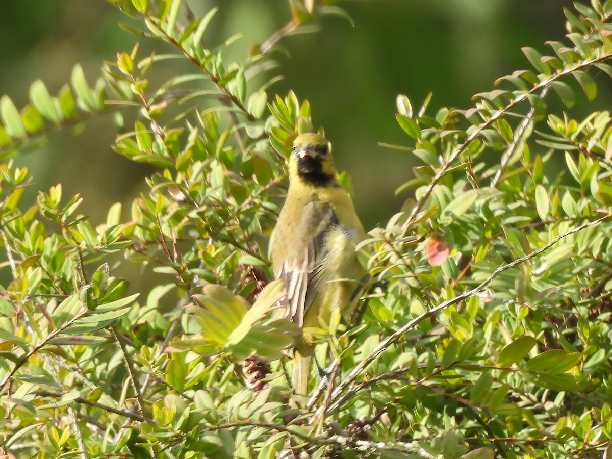 Orchard Oriole - ML612681805