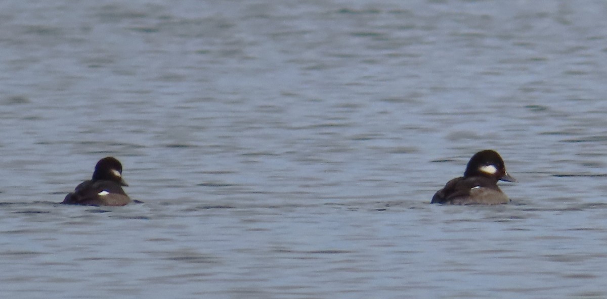 Bufflehead - Claire Weiser